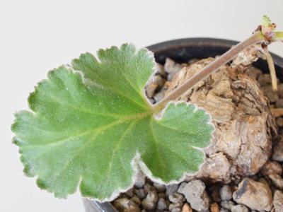 ペラルゴニウム・pelargonium買取 | 塊根植物・コーディックス・多肉