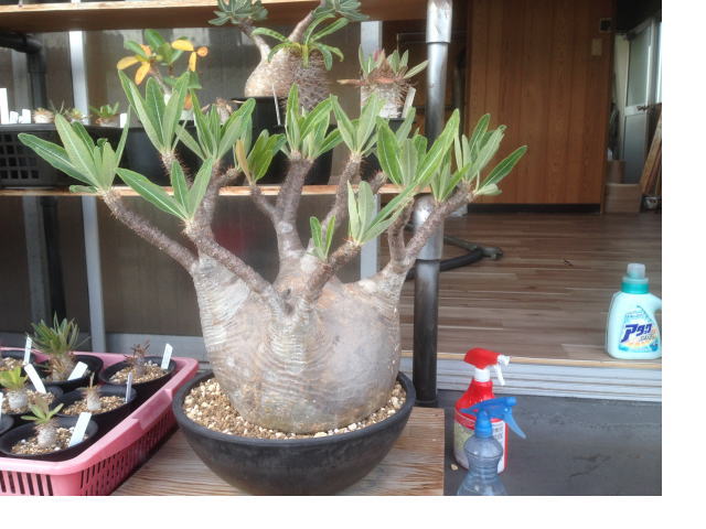グラキリス 21cm大株 発根管理1 | 塊根植物・コーディックス・多肉植物 