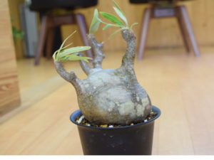 パキポディウムグラキリス買取