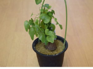 亀甲竜買取　倉敷