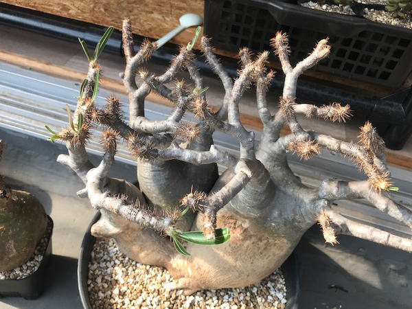 グラキリス 3頭大株 発根管理2 | 塊根植物・コーディックス・多肉植物 ...