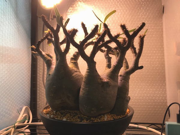 グラキリス 3頭大株 発根管理4 | 塊根植物・コーディックス・多肉植物の処分,買取はトレジャーへ ◇パキポディウム,グラキリス,パキプス◇