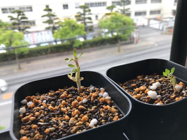 フォークイエリア実生日記2 | 塊根植物・コーディックス・多肉植物の