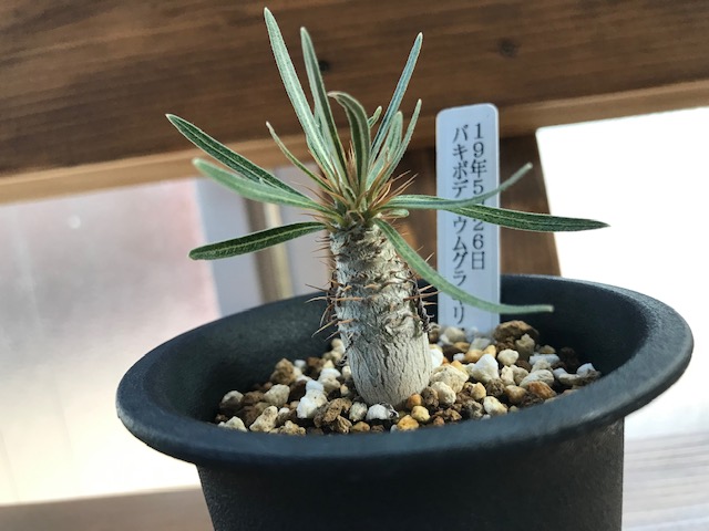 パキポディム グラキリス実生 | 塊根植物・コーディックス・多肉植物の 