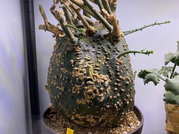 アデニア グロボーサ 発根管理2 | 塊根植物・コーディックス・多肉植物