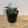 4　ガステリア　グロメラータ　Gasteria glomerata