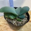 4　ガステリア　グロメラータ　Gasteria glomerata - 画像 (6)