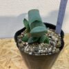 4　ガステリア　グロメラータ　Gasteria glomerata - 画像 (5)