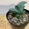 4　ガステリア　グロメラータ　Gasteria glomerata - 画像 (4)