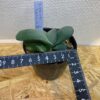 4　ガステリア　グロメラータ　Gasteria glomerata - 画像 (3)