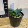 4　ガステリア　グロメラータ　Gasteria glomerata - 画像 (2)