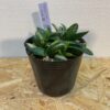 5　ガステリア　子宝錦　Gasteria gracilis