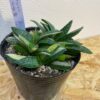 5　ガステリア　子宝錦　Gasteria gracilis - 画像 (2)