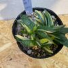 5　ガステリア　子宝錦　Gasteria gracilis - 画像 (3)