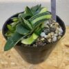 5　ガステリア　子宝錦　Gasteria gracilis - 画像 (4)