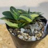 5　ガステリア　子宝錦　Gasteria gracilis - 画像 (5)