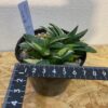 5　ガステリア　子宝錦　Gasteria gracilis - 画像 (6)