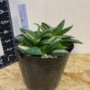 5　ガステリア　子宝錦　Gasteria gracilis - 画像 (7)