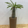 6　パキポディウム　ラメリー　Pachypodium Lamerei