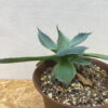 7　アガベ　雷神　Agave potatorum　リュウゼツラン - 画像 (2)
