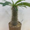 6　パキポディウム　ラメリー　Pachypodium Lamerei - 画像 (2)