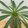 6　パキポディウム　ラメリー　Pachypodium Lamerei - 画像 (3)