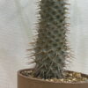 6　パキポディウム　ラメリー　Pachypodium Lamerei - 画像 (4)