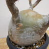 12　パキポディウム　グラキリス　Pachypodium gracilius - 画像 (6)