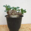 13　パキポディウム　ブレビカウレ　恵比寿笑い　Pachypodium brevicaule