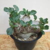 13　パキポディウム　ブレビカウレ　恵比寿笑い　Pachypodium brevicaule - 画像 (2)