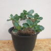 13　パキポディウム　ブレビカウレ　恵比寿笑い　Pachypodium brevicaule - 画像 (3)