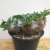13　パキポディウム　ブレビカウレ　恵比寿笑い　Pachypodium brevicaule - 画像 (4)