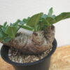 13　パキポディウム　ブレビカウレ　恵比寿笑い　Pachypodium brevicaule - 画像 (5)