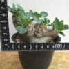 13　パキポディウム　ブレビカウレ　恵比寿笑い　Pachypodium brevicaule - 画像 (6)